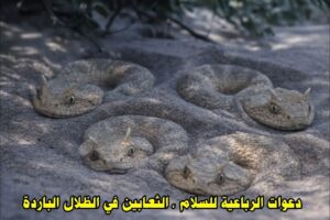 دعوات الرباعية للسلام ، الثعابين في الظلال الباردة : حكاية الوادي الرهيب 