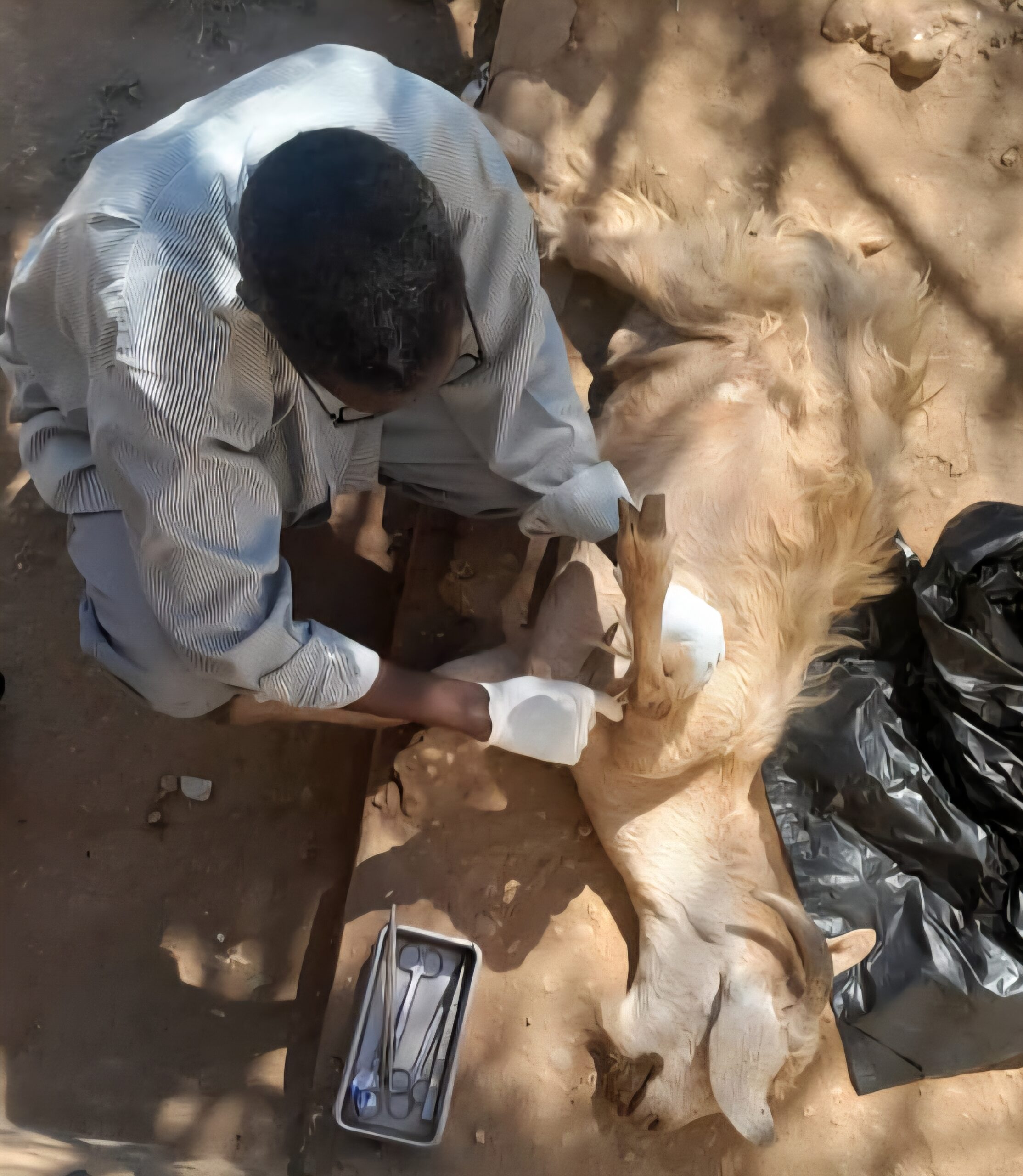 المستشفى حزمة من الخدمات تشمل الفحوصات البيطرية المختلفة