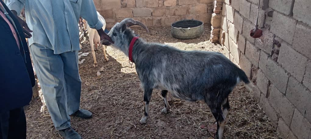 دور فاعل في دعم الثروة الحيوانية والأمن الغذائي