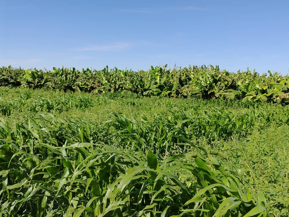 مدير عام زراعة الخرطوم يتفقد جمعية الباقير العيلفون التعاونية الزراعية 