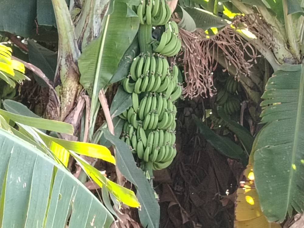 انتاج محاصيل متنوعة من الموز والخضروات