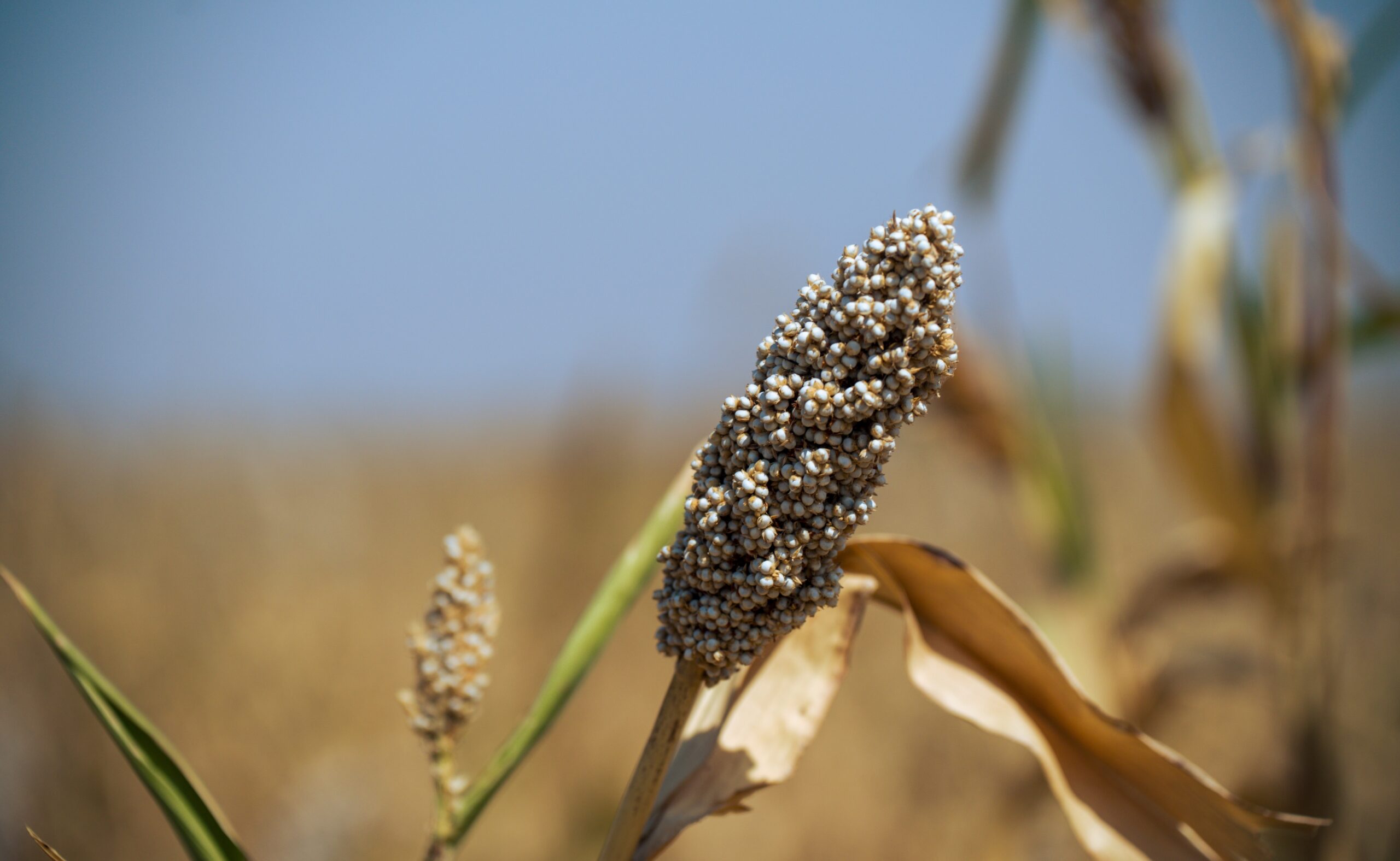 سنابل الذرة الرفيعة 