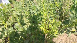 طواف على عدد من المزارع بعضها يعمل بالطاقة الشمسية