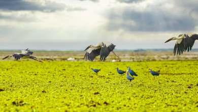 حماية الأراضي الرطبة من أجل مستقبلنا المشترك 6 wetlands hero 2025