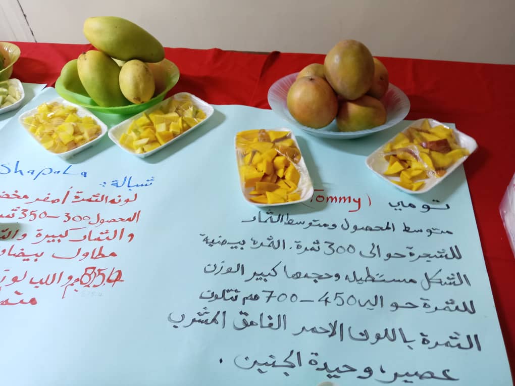 المعرض ضم أكثر من 15 صنفًا من أصناف المانجو