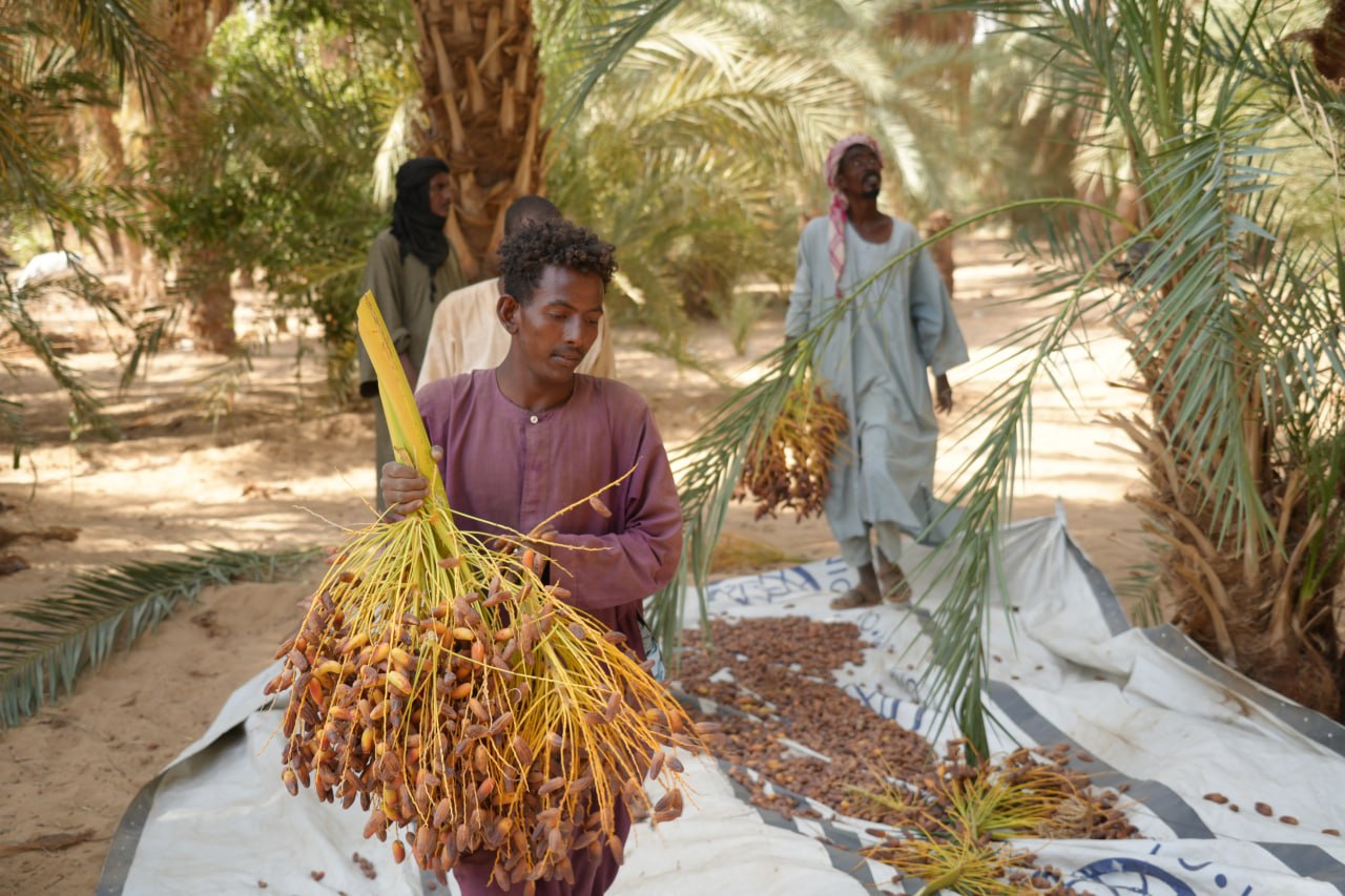 موسم "حش التمر"… حين تعود الحياة إلى ظلال النخيل في شمال السودان 7 جيل من الشباب يشارك مراسم حش التمر
