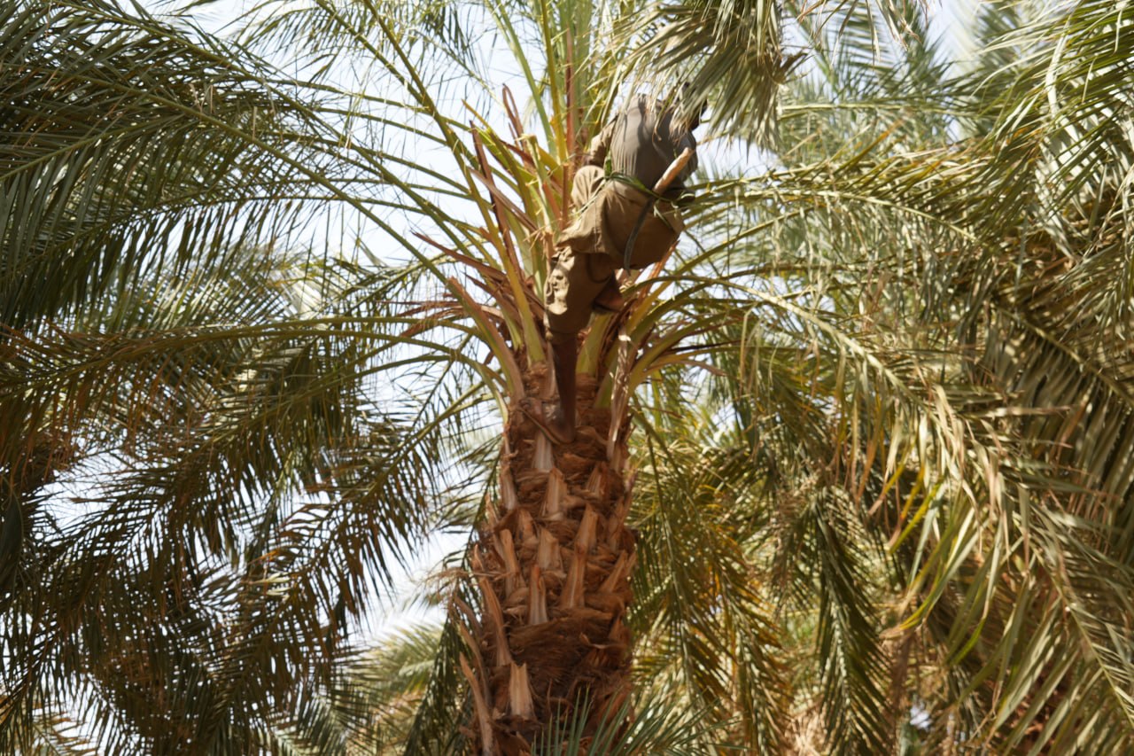 موسم "حش التمر"… حين تعود الحياة إلى ظلال النخيل في شمال السودان 3 القفّاف يتسلق شجرة النخيل