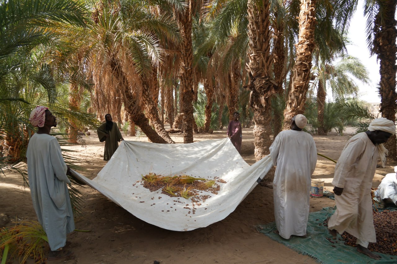 موسم "حش التمر"… حين تعود الحياة إلى ظلال النخيل في شمال السودان 1 IMG 9952