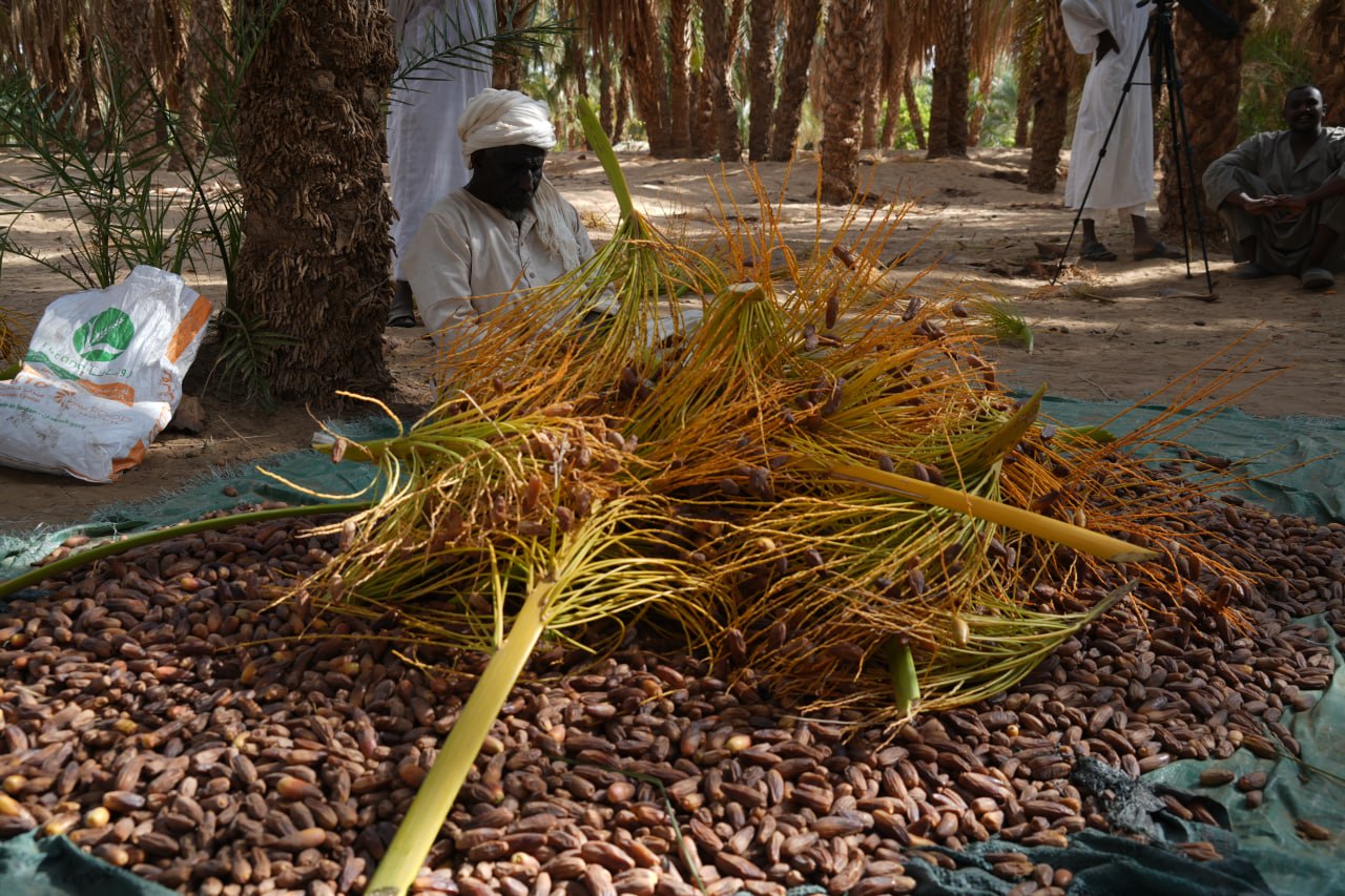 موسم "حش التمر"… حين تعود الحياة إلى ظلال النخيل في شمال السودان 5 عملية فرز وجمع التمر