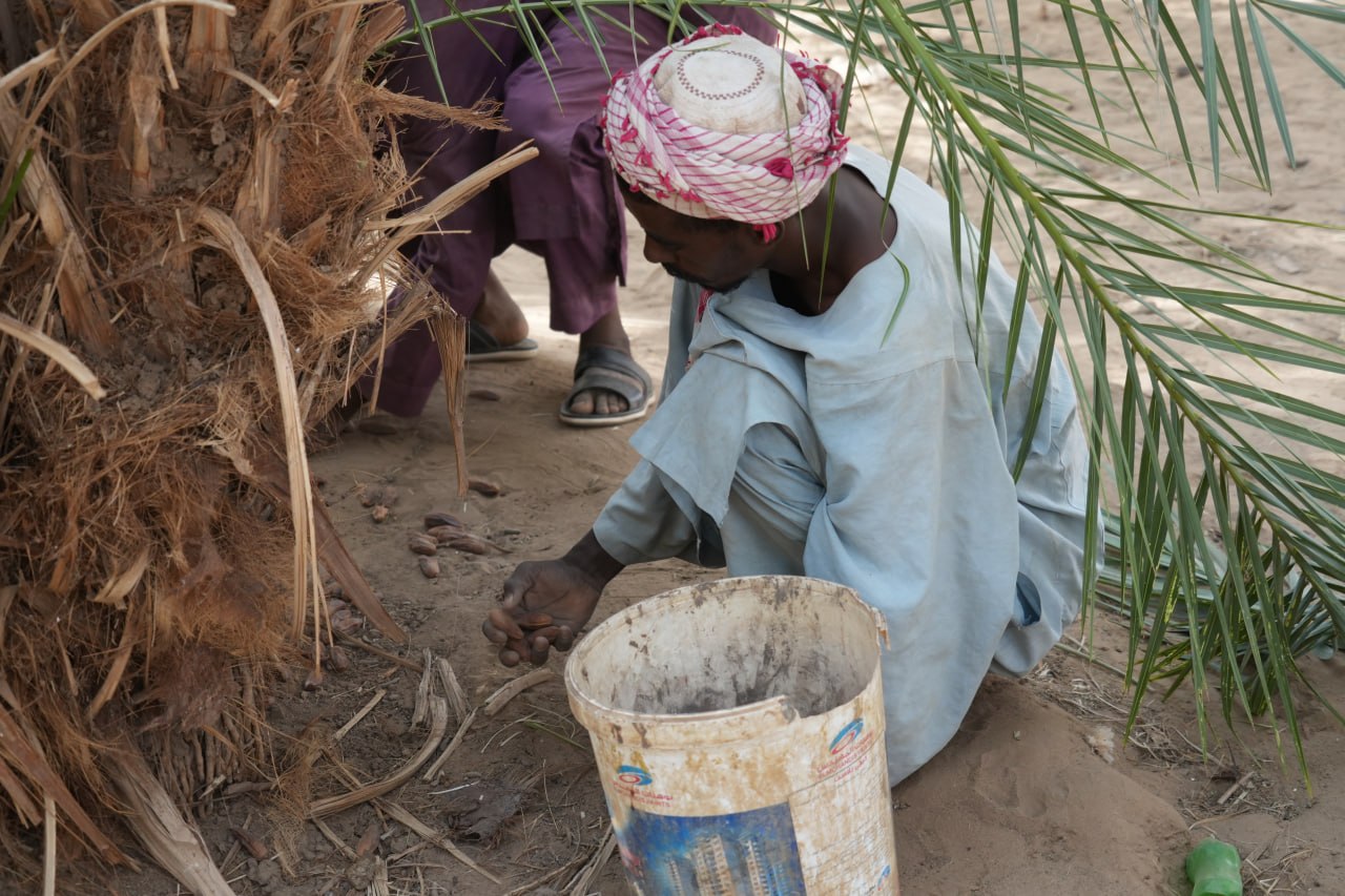 موسم "حش التمر"… حين تعود الحياة إلى ظلال النخيل في شمال السودان 6 مواطن يقوم بجمع التمر