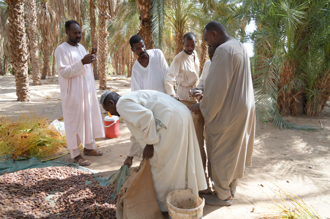 موسم "حش التمر"… حين تعود الحياة إلى ظلال النخيل في شمال السودان 8 تعبئة التمر بعد حصاده